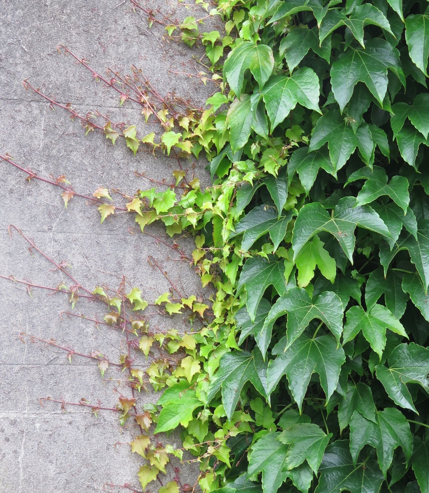 Parthenocissus Tricuspidata Flower Seeds for planting in home garden